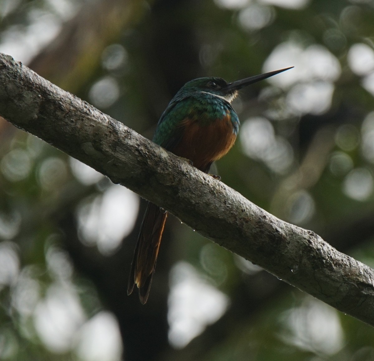 Rufous-tailed Jacamar - ML145541261