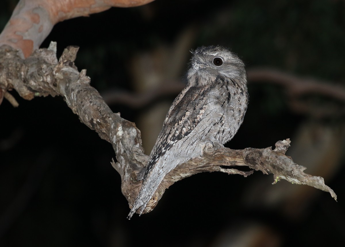 Tawny Frogmouth - ML145541791