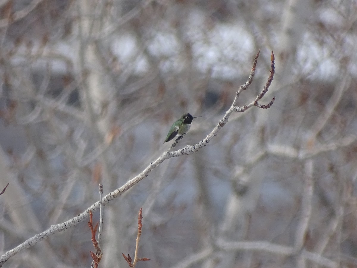 Anna's Hummingbird - ML145542891