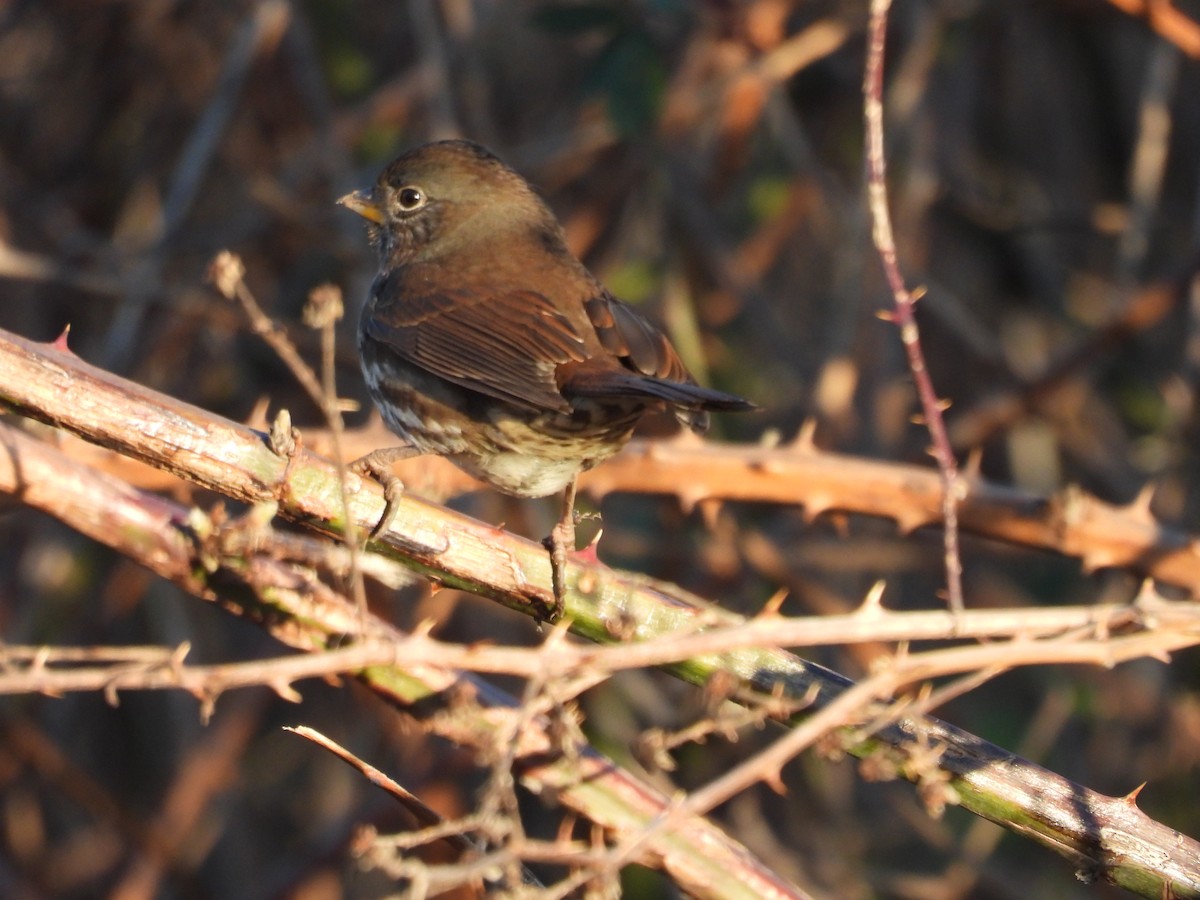 Fox Sparrow - ML145545491