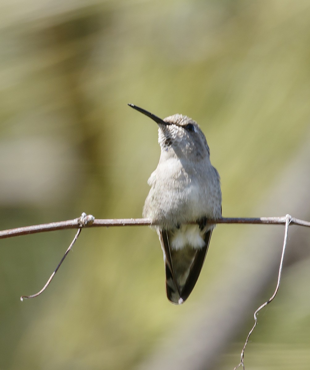 Costa's Hummingbird - ML145547141