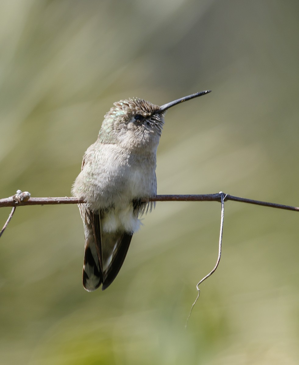 Costa's Hummingbird - ML145547151