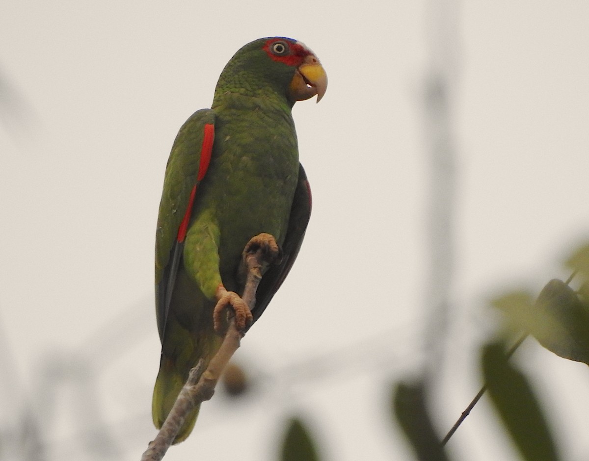 White-fronted Parrot - Ad Konings