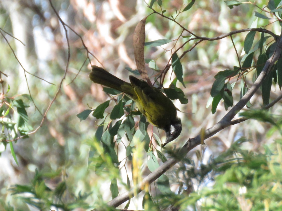 White-eared Honeyeater - ML145547791