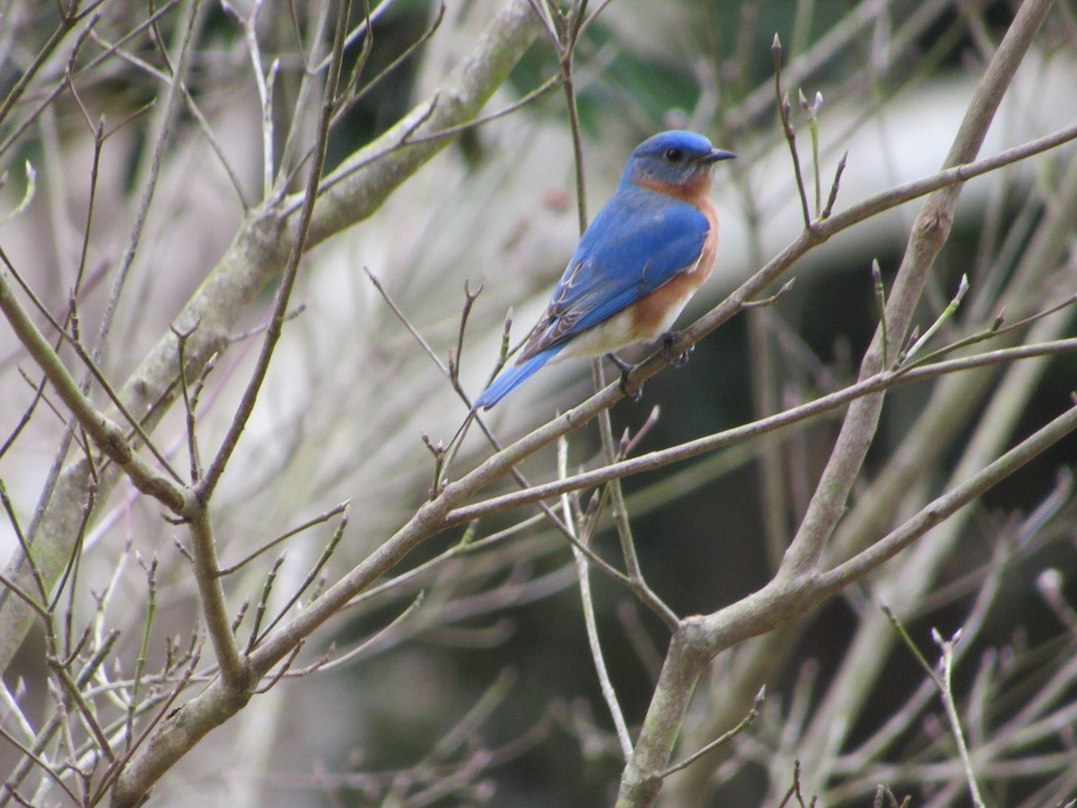 Eastern Bluebird - ML145548291