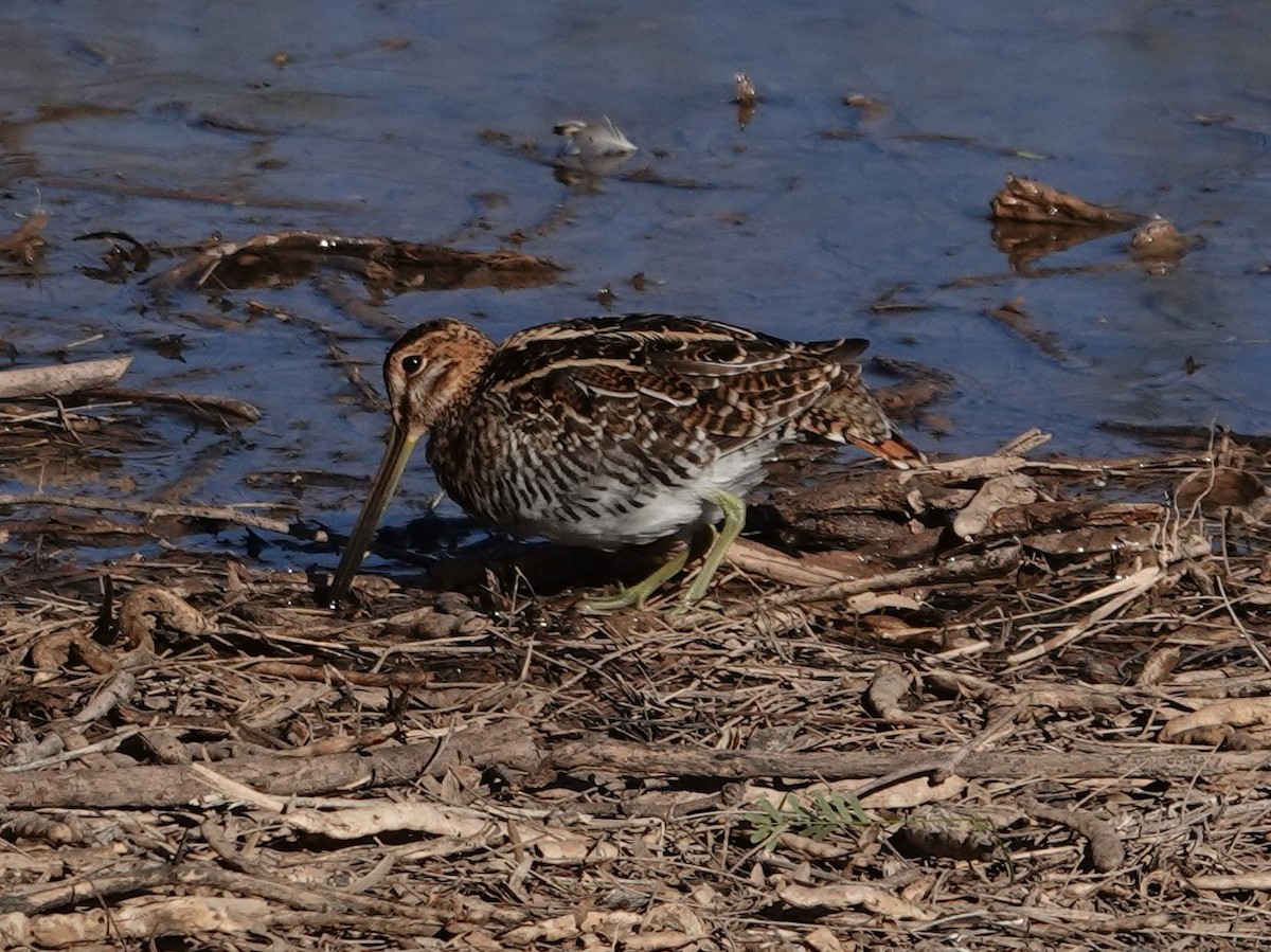 Wilson's Snipe - Chuck Hignite