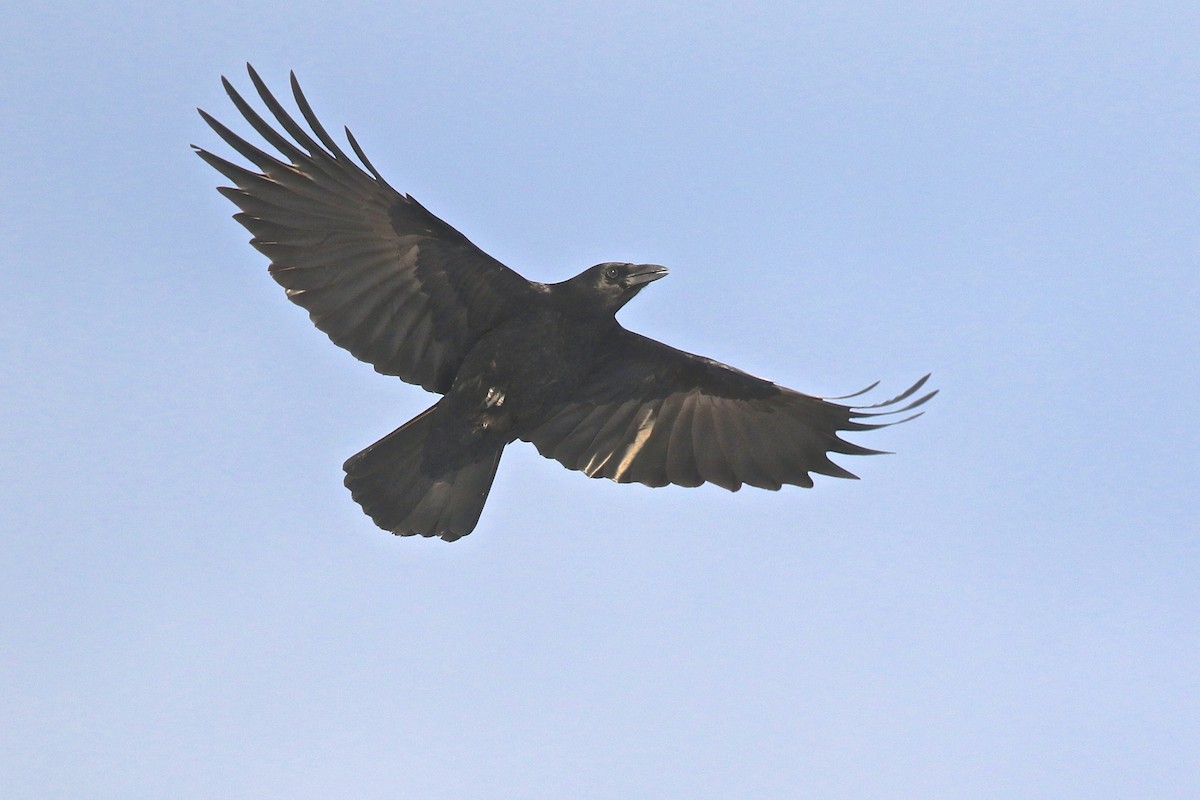 American Crow - ML145550021