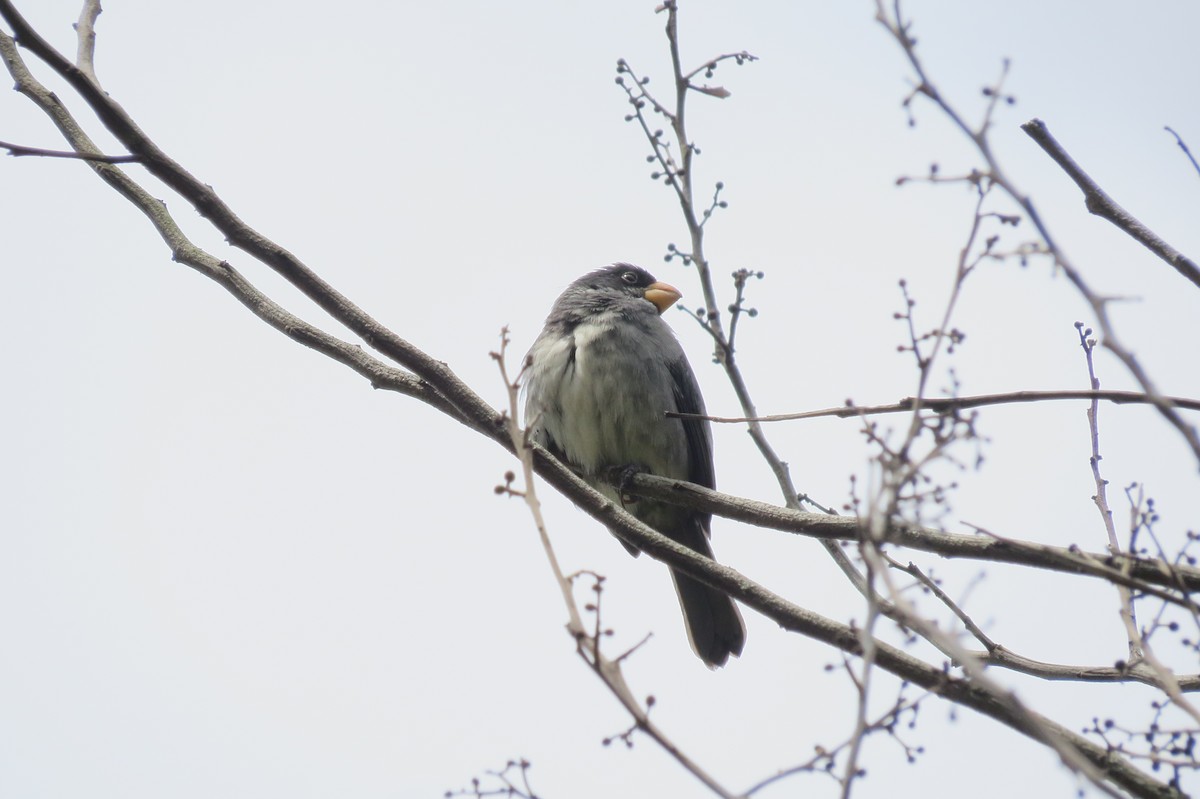 Gray Seedeater - Sergio Garay Sandoval