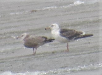 Great Black-backed Gull - ML145551791