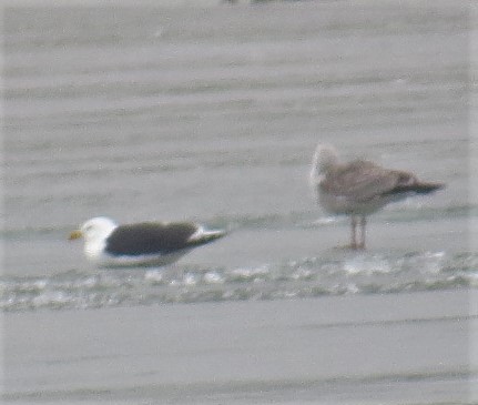 Great Black-backed Gull - ML145551881