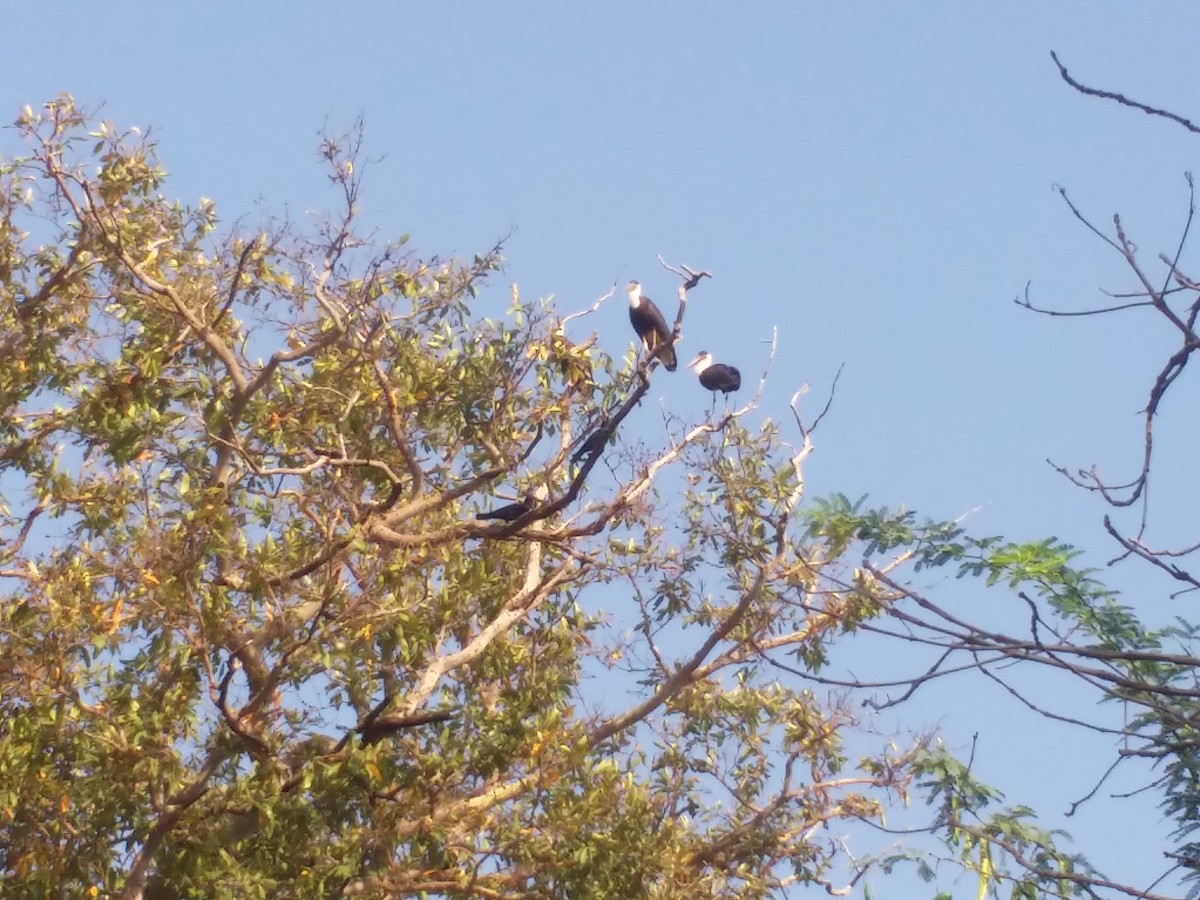 Asian Woolly-necked Stork - ML145552141