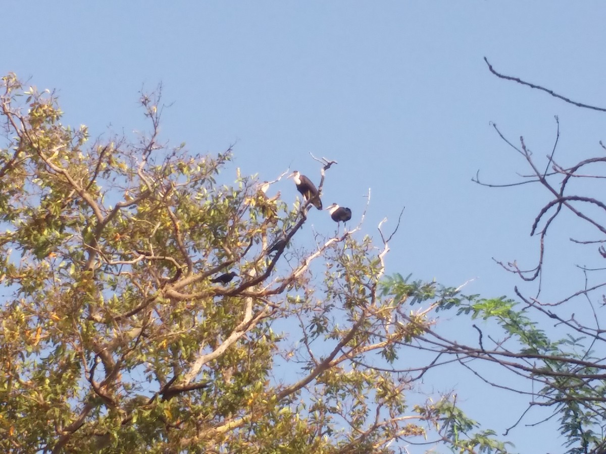 Asian Woolly-necked Stork - ML145553851