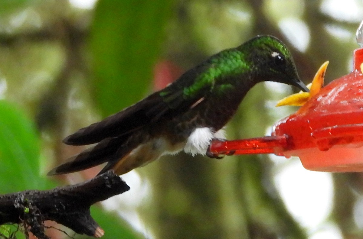 Buff-tailed Coronet - ML145554031