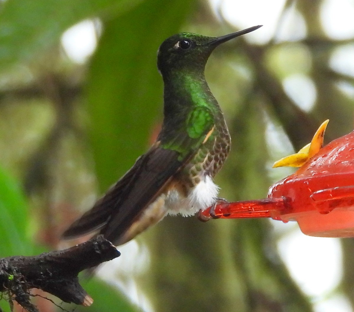 Buff-tailed Coronet - ML145554041