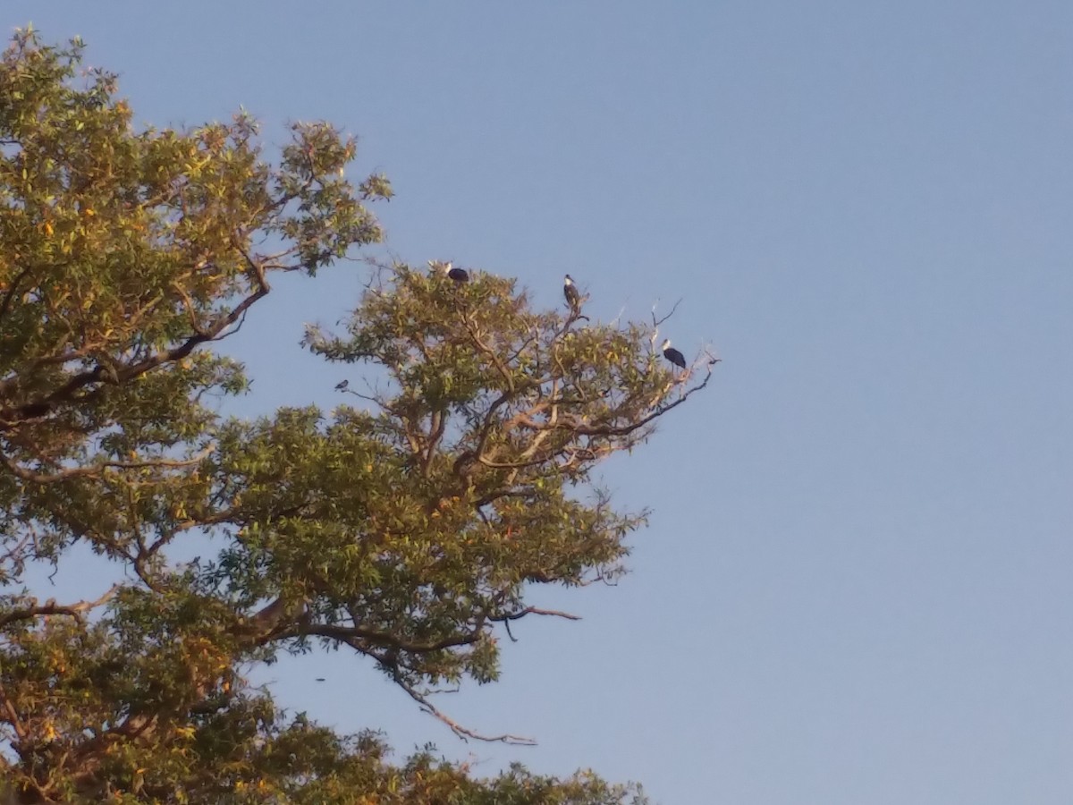 Asian Woolly-necked Stork - ML145554091