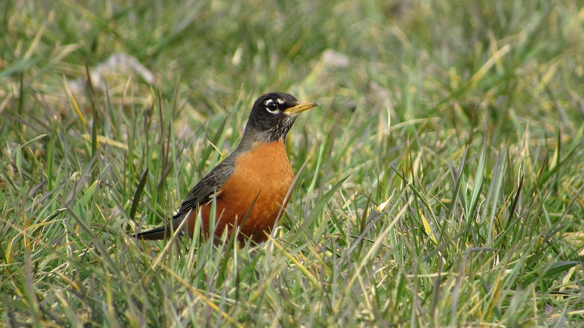 American Robin - ML145555701