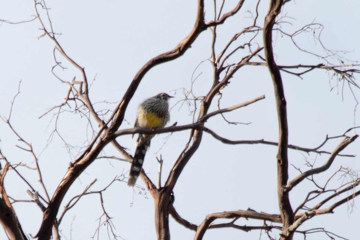 Yellow Wattlebird - André  Zambolli