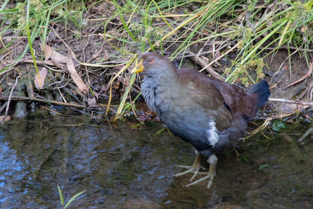 Tasmanian Nativehen - ML145555951