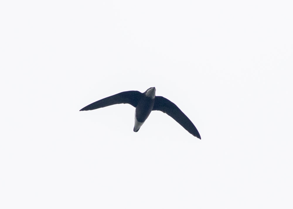 White-throated Needletail - Stephen Murray