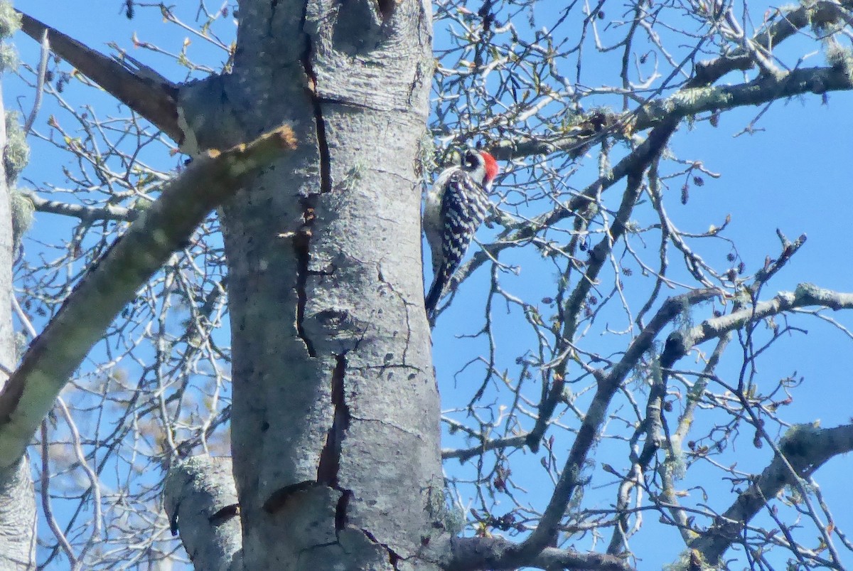 Nuttall's Woodpecker - ML145558481