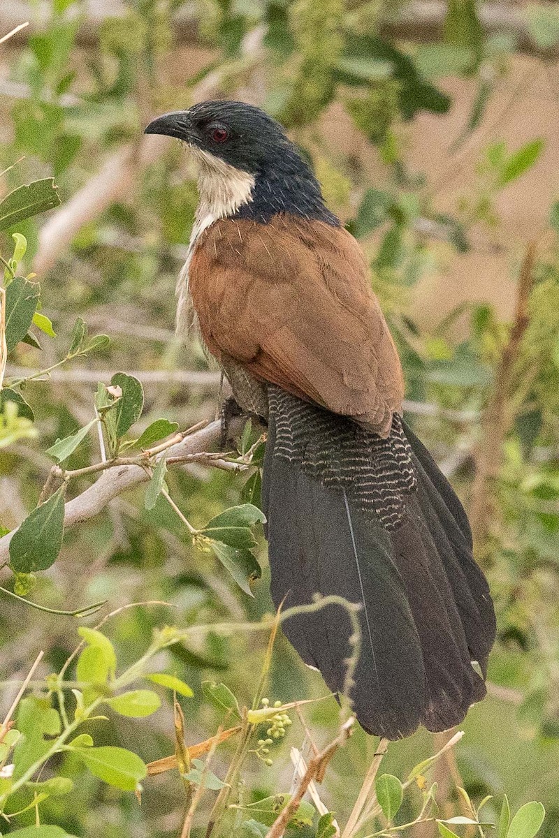 White-browed Coucal (Burchell's) - ML145559131
