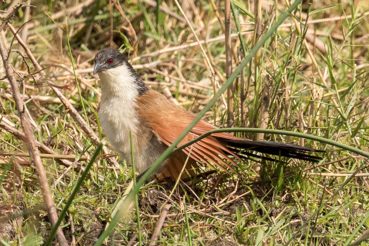 White-browed Coucal (Burchell's) - ML145559251
