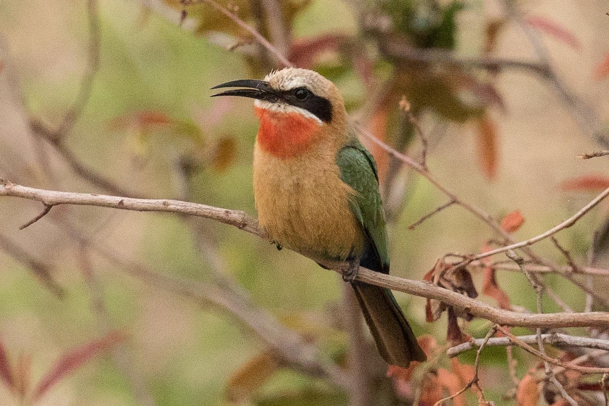 White-fronted Bee-eater - ML145559611