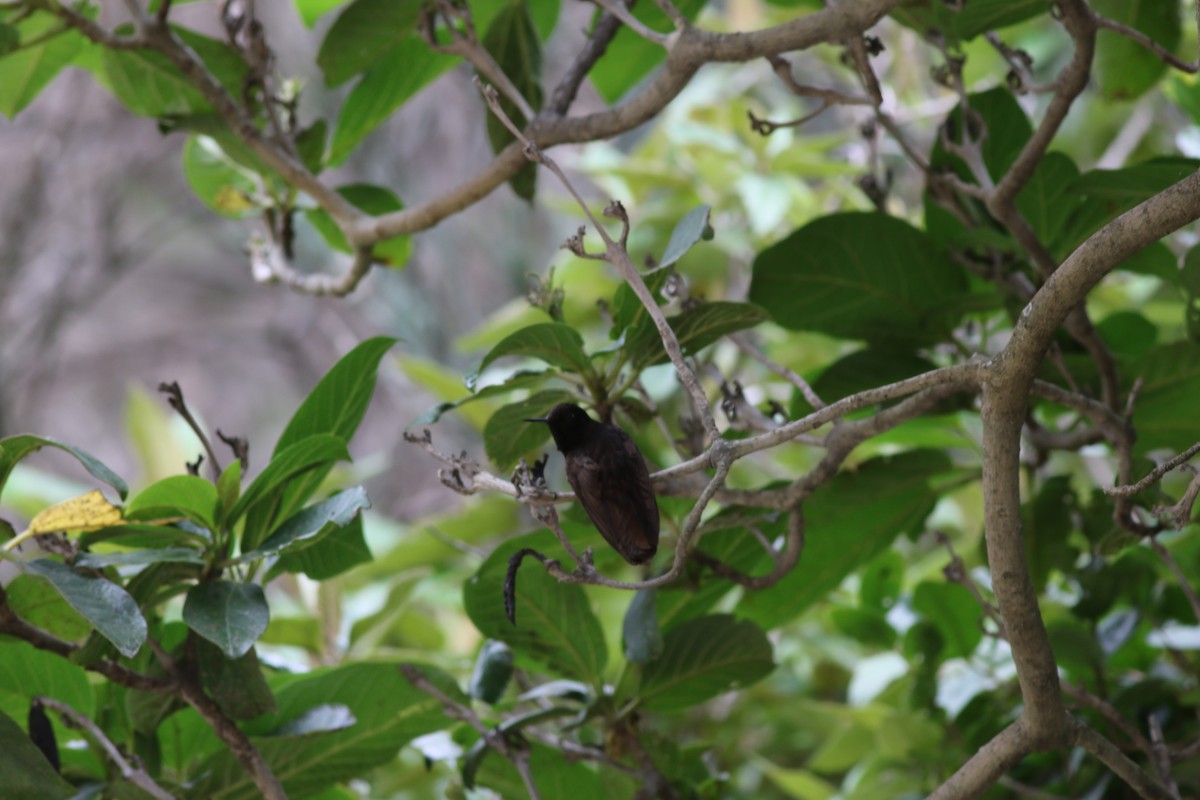 Black Metaltail - ML145561701