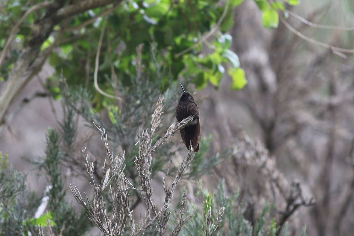 Black Metaltail - ML145562051