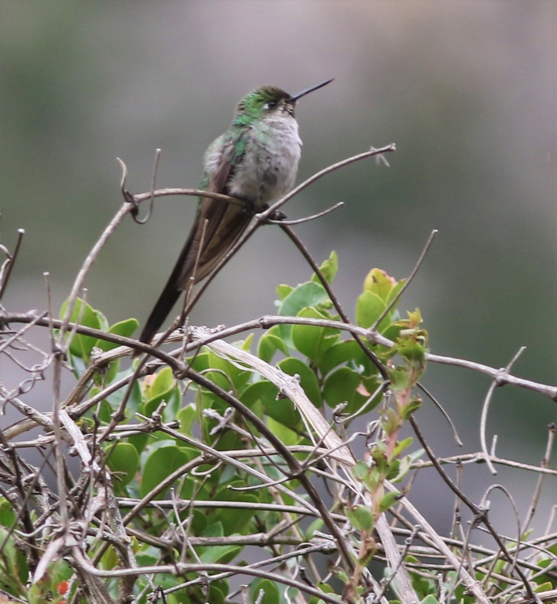 Gray-bellied Comet - Daniel Lebbin