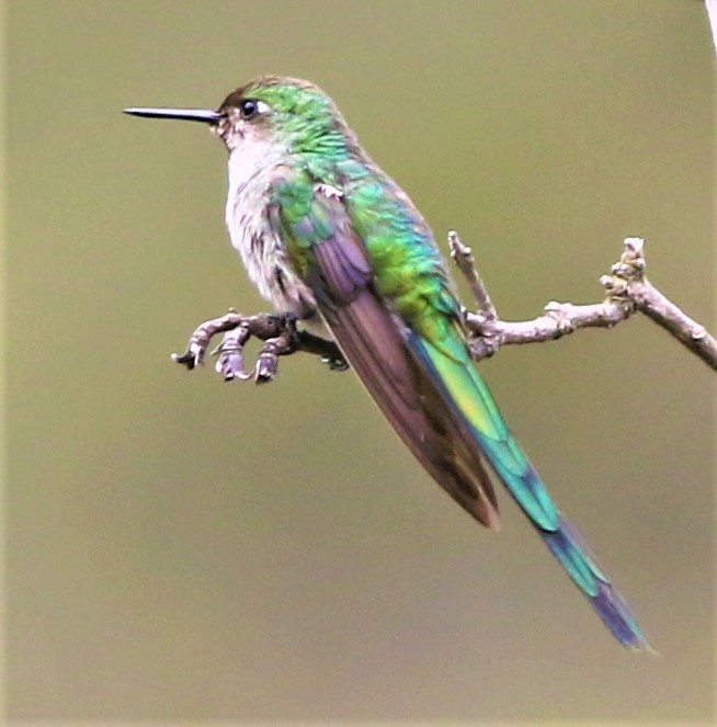 Colibrí Ventrigrís - ML145563821