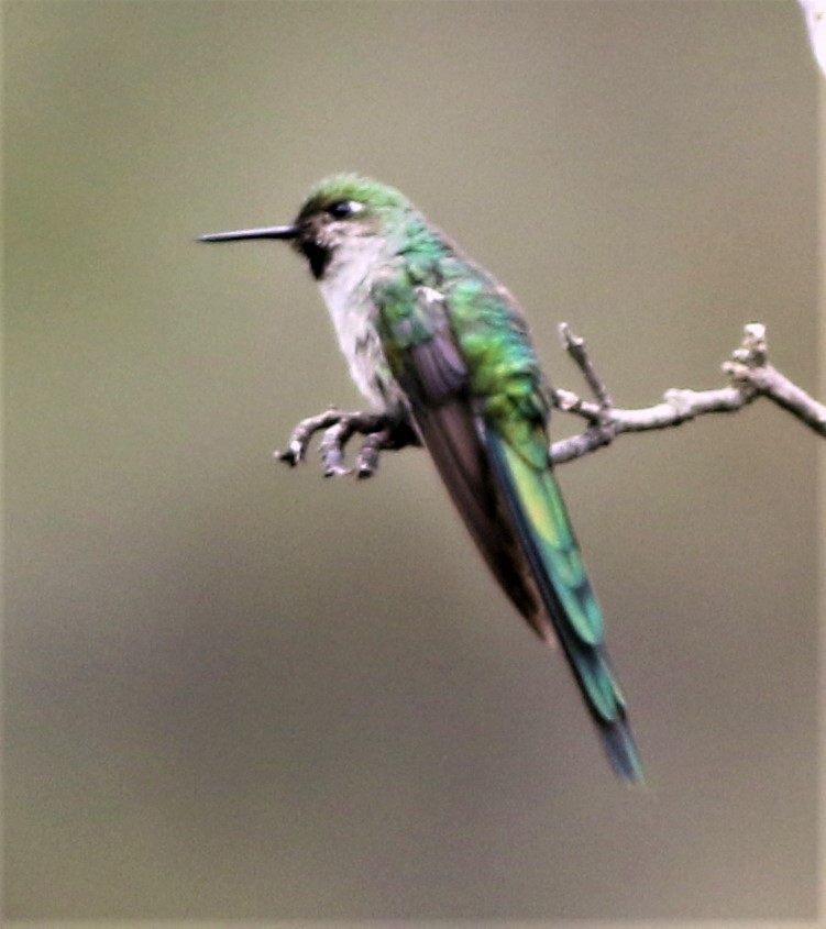 Colibrí Ventrigrís - ML145563841