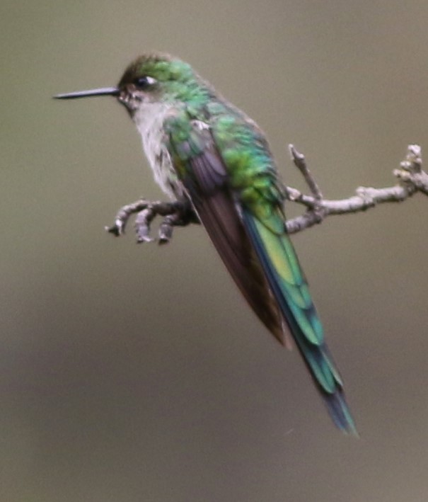 Colibrí Ventrigrís - ML145563861