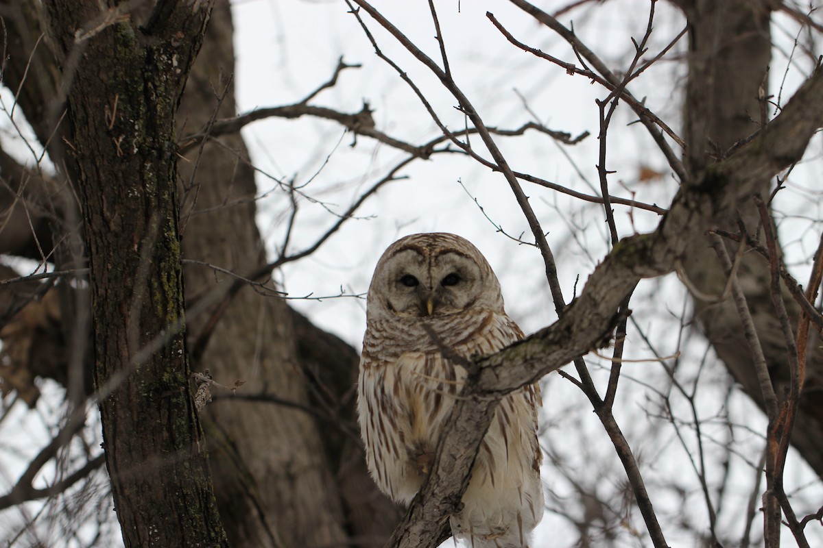 Barred Owl - ML145564691