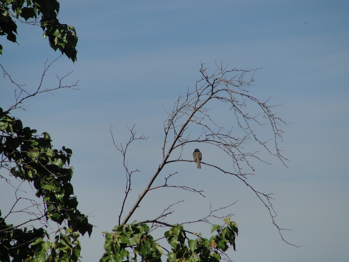 Alder Flycatcher - ML145564851