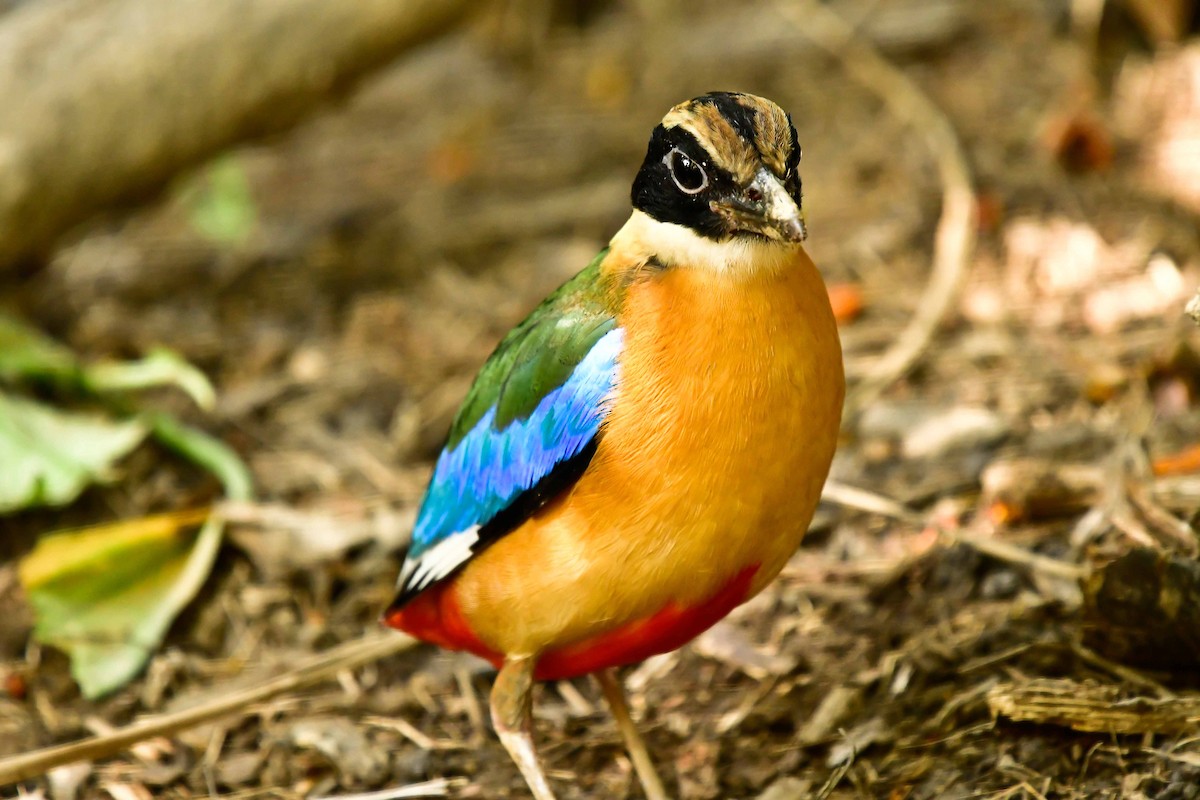 Blue-winged Pitta - ML145565621