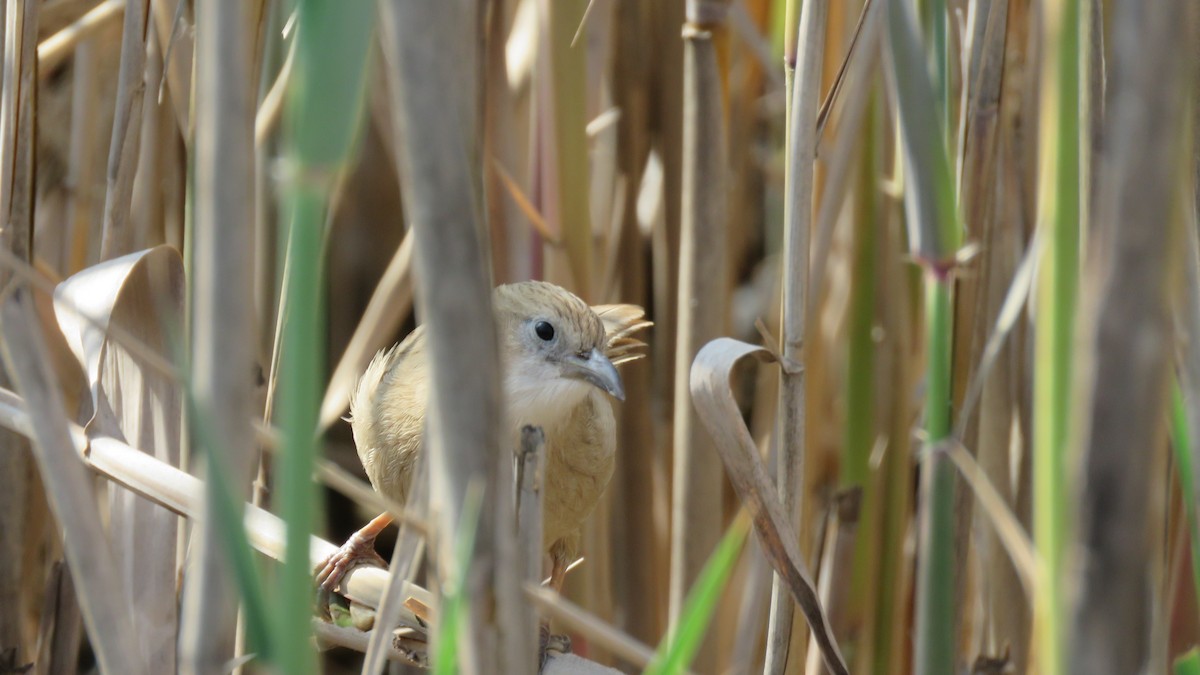 Iraq Babbler - Ali Mousavi