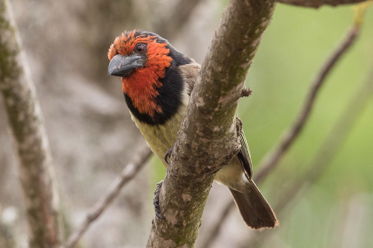 Kara Kolyeli Barbet - ML145566671