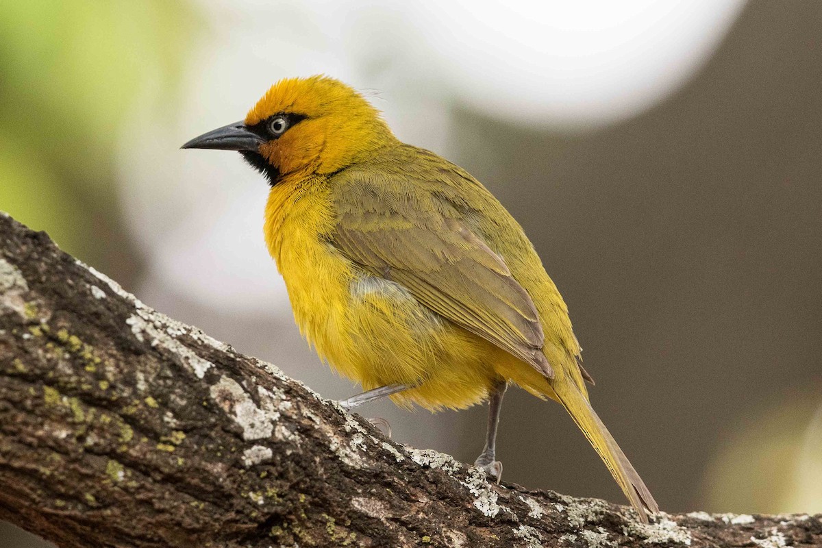 Spectacled Weaver - Eric VanderWerf