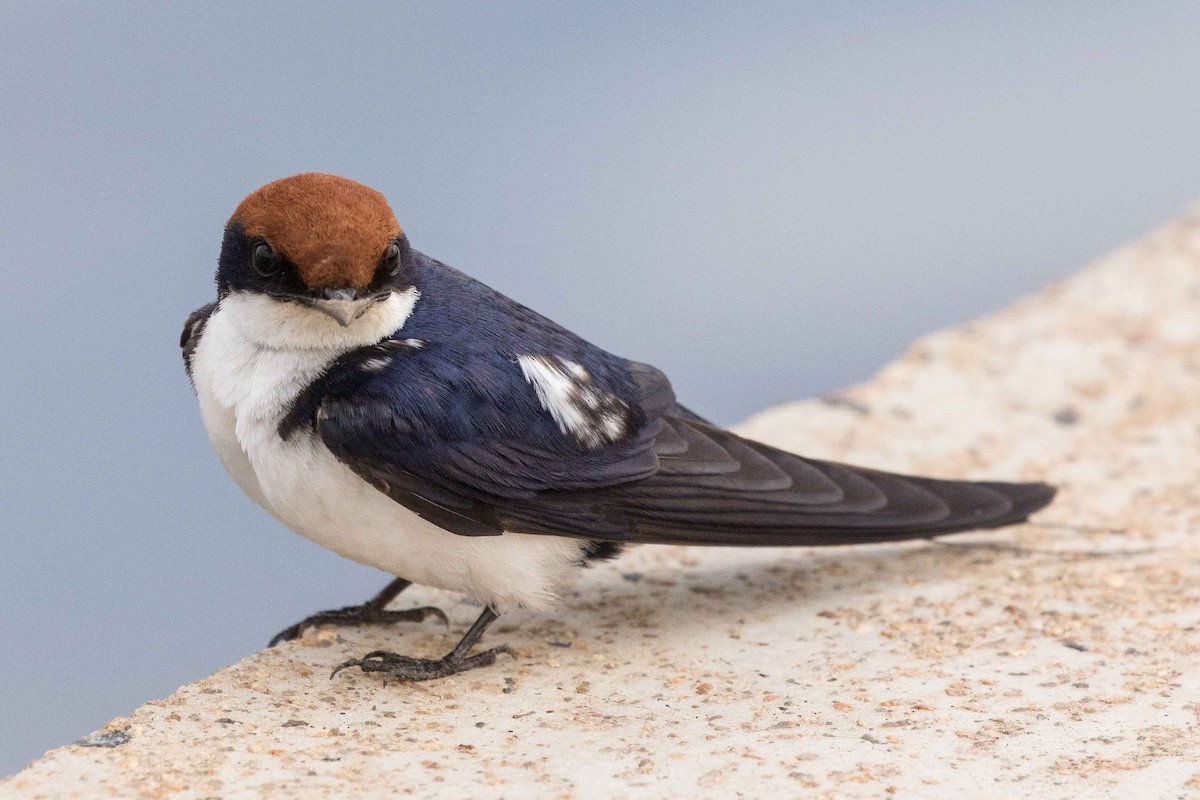 Wire-tailed Swallow - ML145567111