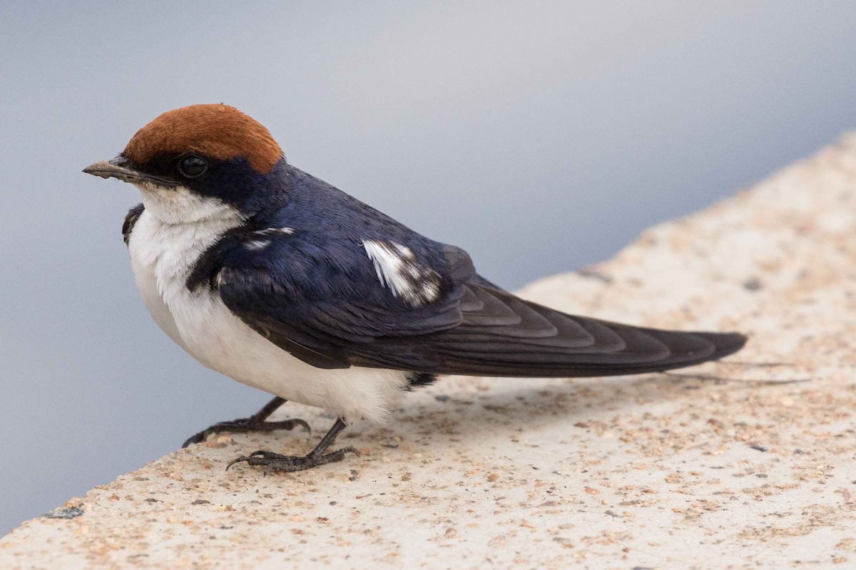 Wire-tailed Swallow - ML145567121