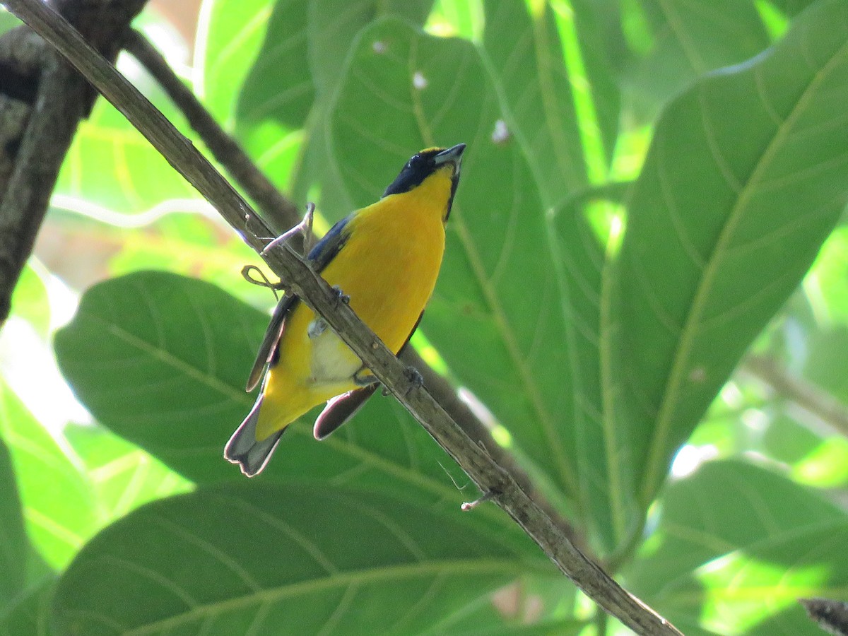 Yellow-throated Euphonia - ML145567681
