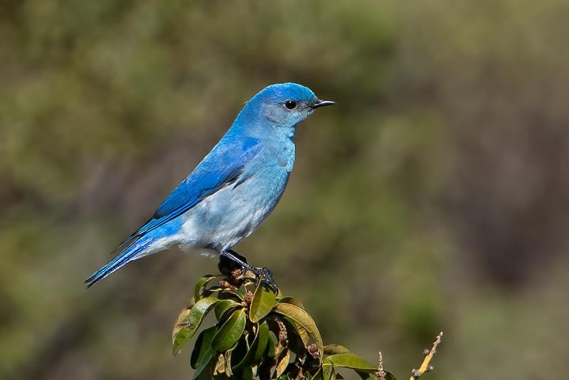 Mountain Bluebird - ML145568201