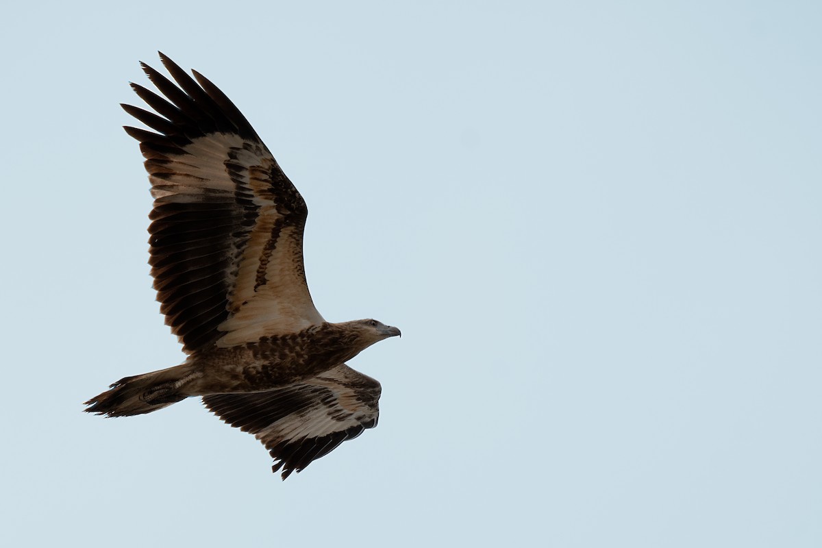 White-bellied Sea-Eagle - ML145568901