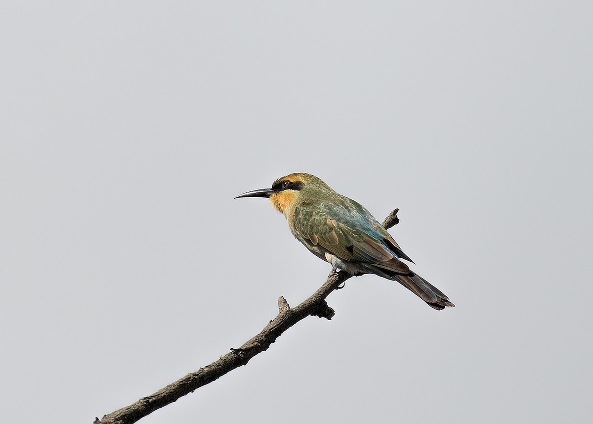 Rainbow Bee-eater - ML145569361