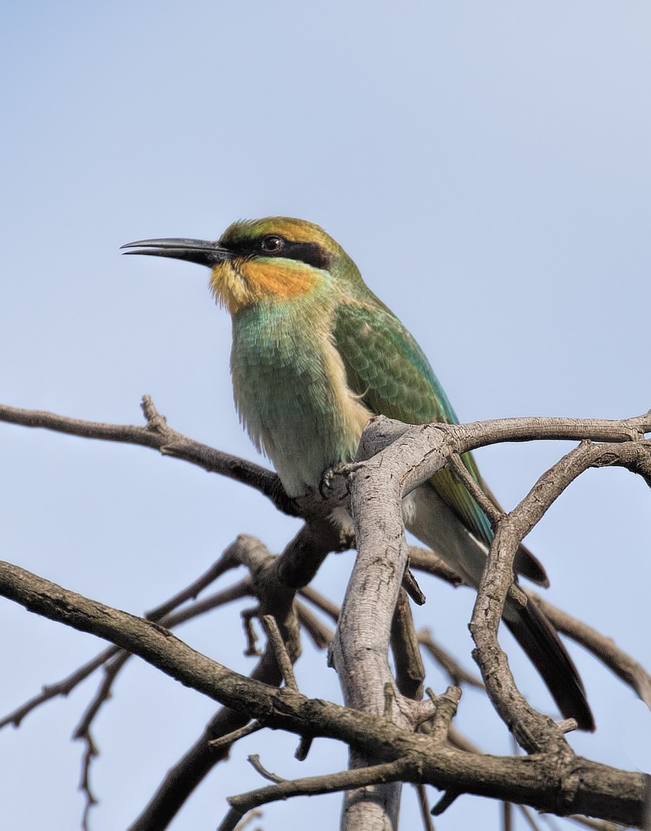 Rainbow Bee-eater - ML145569371