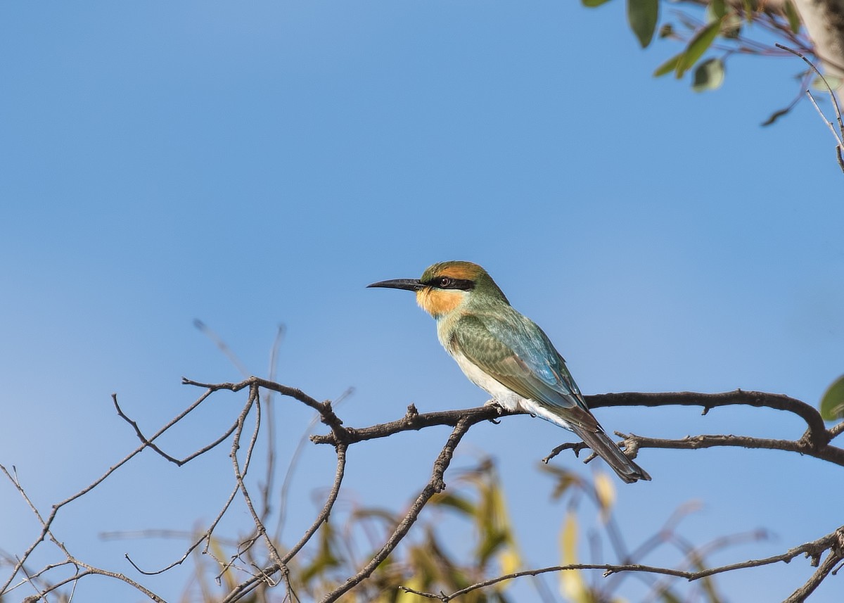 Rainbow Bee-eater - ML145569381