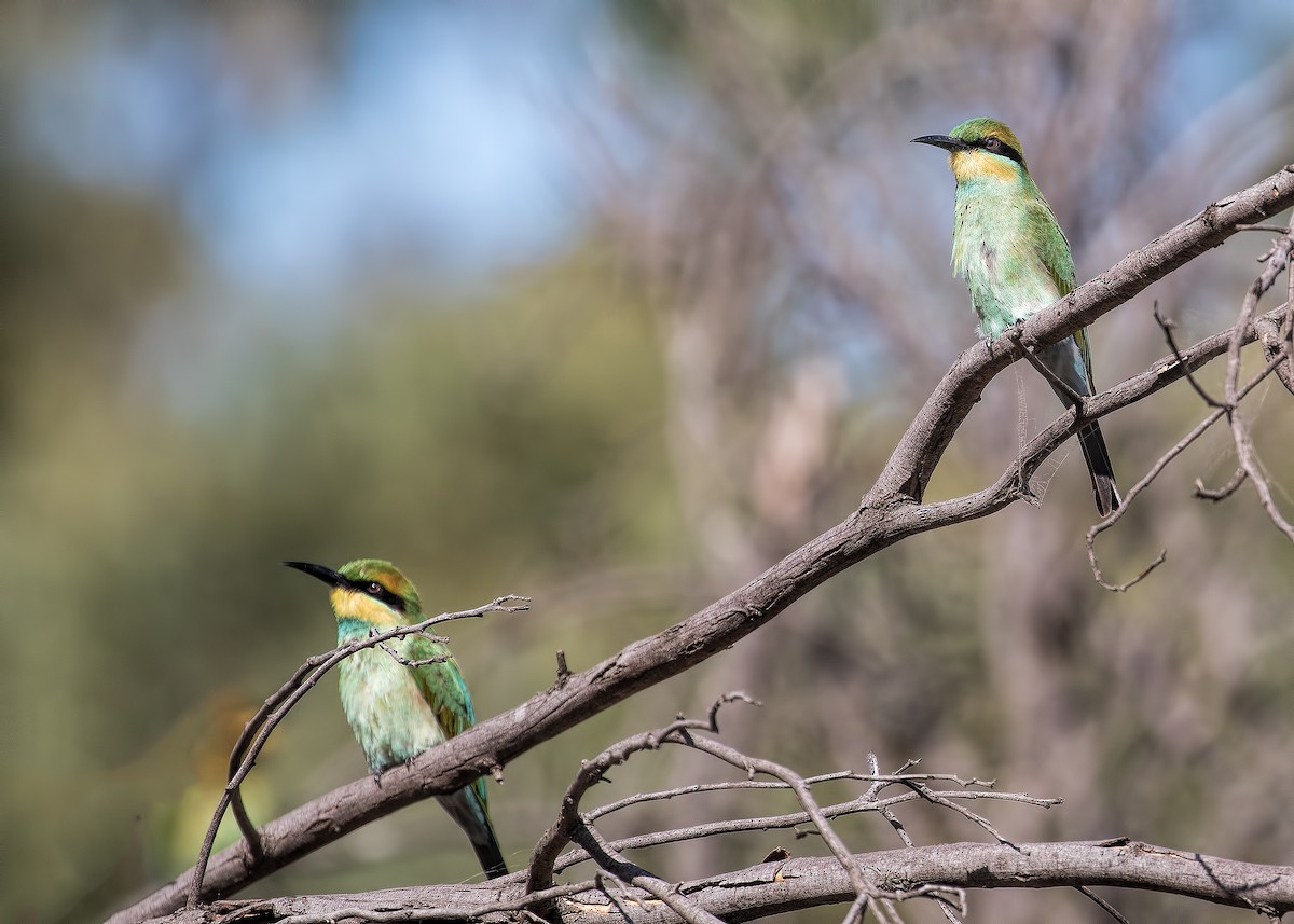 Rainbow Bee-eater - ML145569411