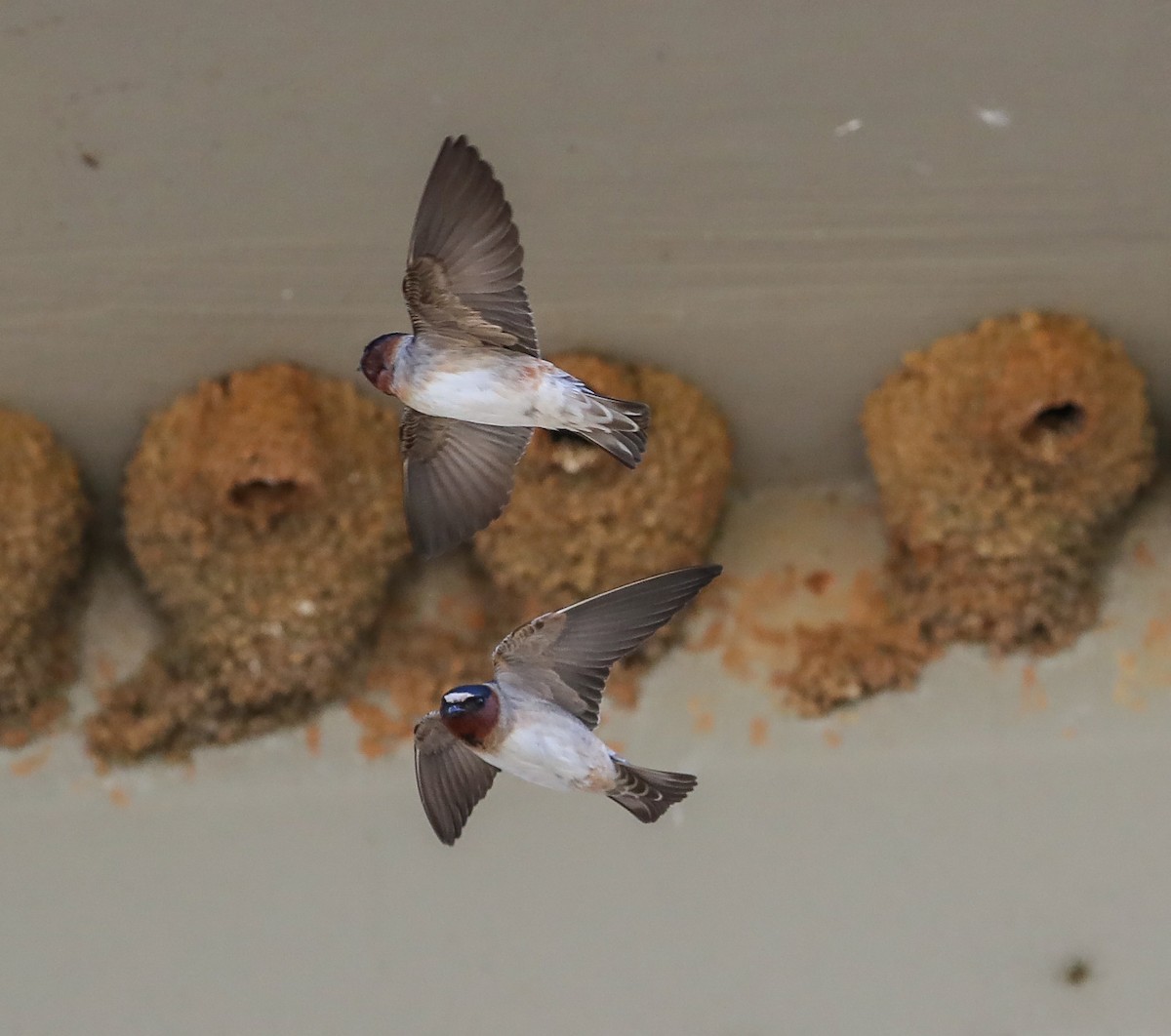 Cliff Swallow - ML145569511