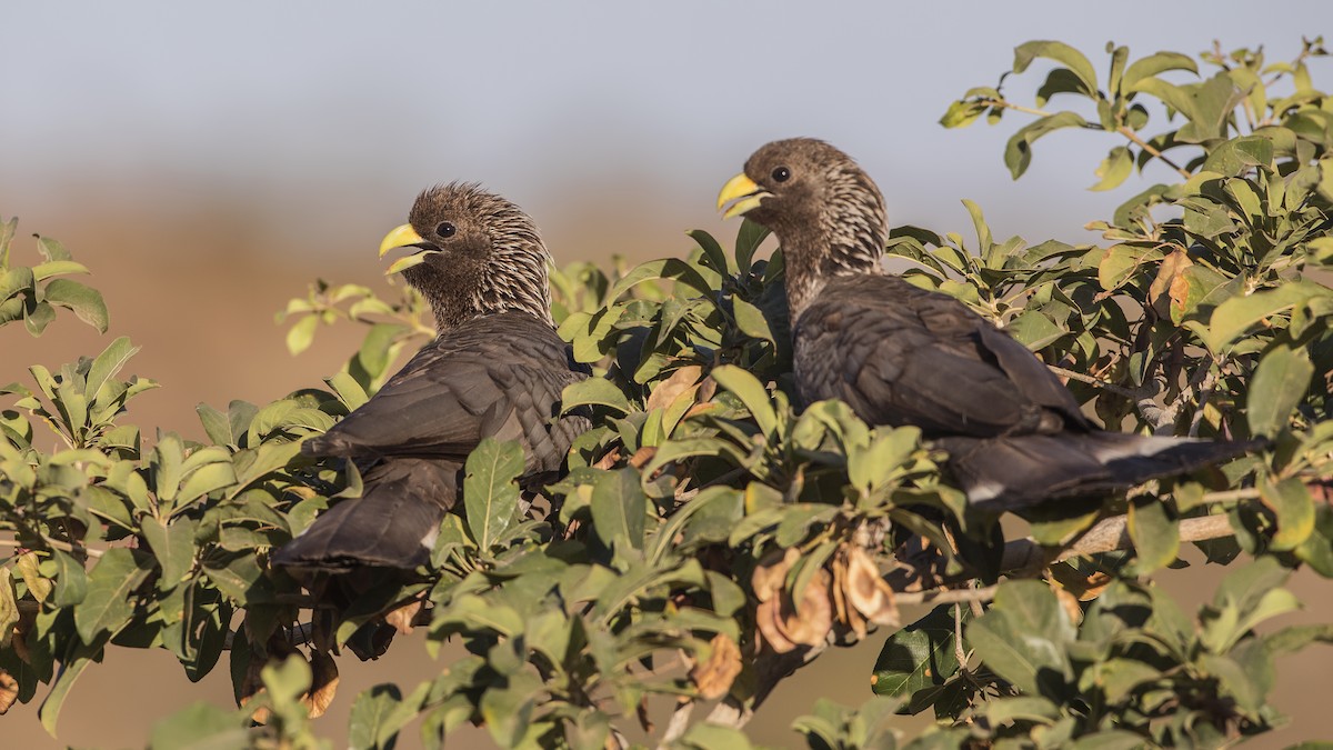 Turaco Gris Oriental - ML145569631